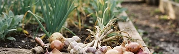 Close-up of a gardener's hands gently uncovering a ripe, golden-brown onion bulb from dark, rich garden soil.