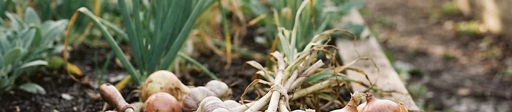 Close-up of a gardener's hands gently uncovering a ripe, golden-brown onion bulb from dark, rich garden soil.