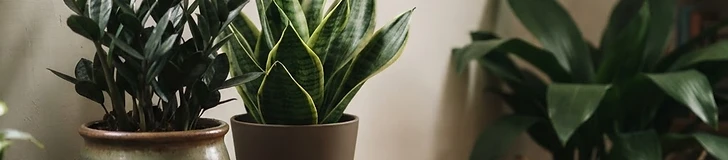 A lush Snake Plant and a trailing Pothos sitting on a wooden side table in a dimly lit, cozy living room corner.