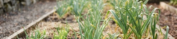 Close up of an onion bulb being pulled from dark, rich garden soil with green shoots still attached.