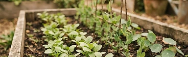 A young child holding a small handful of freshly harvested radishes while standing in a raised garden bed.