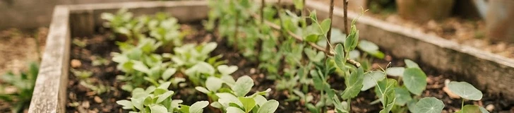 A young child holding a small handful of freshly harvested radishes while standing in a raised garden bed.