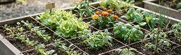 A close-up view of a wooden raised garden bed divided into perfect twelve-inch grid squares with small seedlings growing in each section.