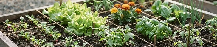 A close-up view of a wooden raised garden bed divided into perfect twelve-inch grid squares with small seedlings growing in each section.