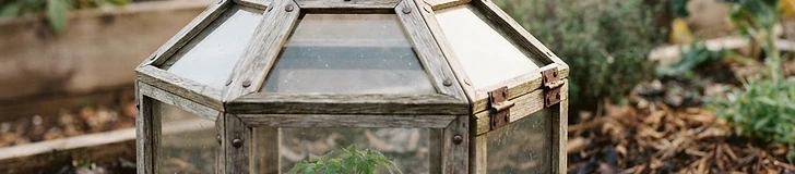 A clear plastic milk jug cut in half and placed over a small green seedling in a garden bed with soil visible around the edges.