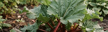 Freshly harvested vibrant red rhubarb stalks resting on a wooden garden table next to a metal spade.