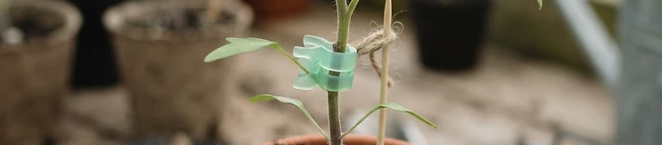 Close up of a pair of gardening tweezers placing a silicone grafting clip onto the stem of a young tomato seedling in a greenhouse.