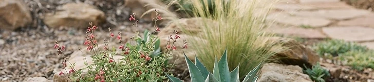A drought-tolerant garden landscape featuring native ornamental grasses, lavender, and stone pathways with mulch beds.