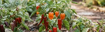 A rustic wooden table holding a vibrant harvest of fresh red and green jalapeño, serrano, and habanero peppers in a sunlit garden setting.