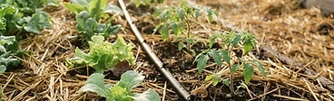 A drip irrigation line running alongside young vegetable seedlings with straw mulch in morning light.