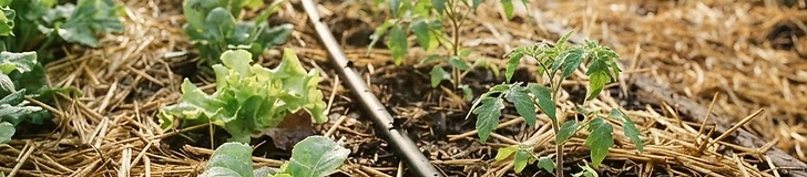 A drip irrigation line running alongside young vegetable seedlings with straw mulch in morning light.