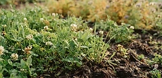 A close-up shot of small clover seedlings sprouting through rich, dark garden soil in a raised bed.