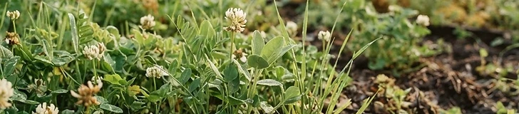 A close-up shot of small clover seedlings sprouting through rich, dark garden soil in a raised bed.