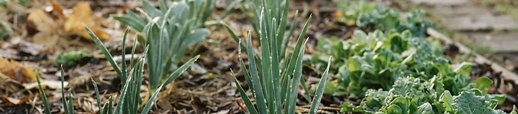 The Dormant Bounty: A Guide to Overwintering Your Garden