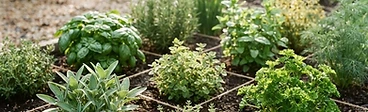 A close-up of a wooden square-foot garden bed filled with various vibrant green herbs like basil, parsley, and chives growing in distinct sections.