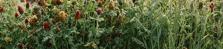 A close-up of a gardener's hands using a long-handled scythe to cut down a lush bed of green clover and rye cover crops in a backyard vegetable plot.