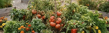 A diverse raised vegetable garden in late afternoon light.