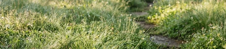 A close-up view of lush, fine-bladed fescue grass swaying gently in a sunny backyard, showing a natural and untrimmed aesthetic.
