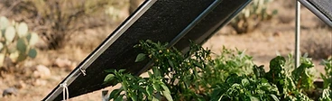 A backyard garden bed covered with a black mesh shade cloth stretched over a PVC pipe frame to protect young vegetable seedlings.
