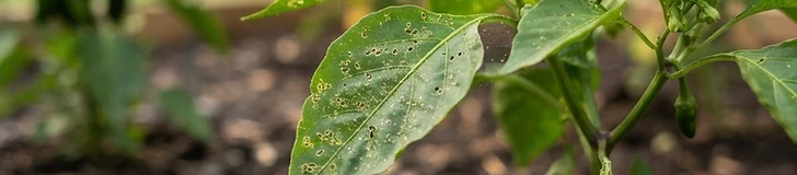 Close up of a green bell pepper leaf showing tiny puncture holes and light webbing damage in a sunny vegetable garden.