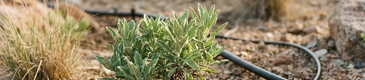 Close up of a black drip irrigation tube running through dry, sandy desert soil with water slowly seeping out near the base of a small green plant.