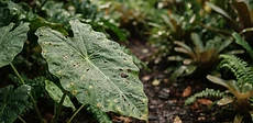 A close-up view of a hand holding a spray bottle while inspecting the underside of a large tropical green leaf for signs of garden pests.