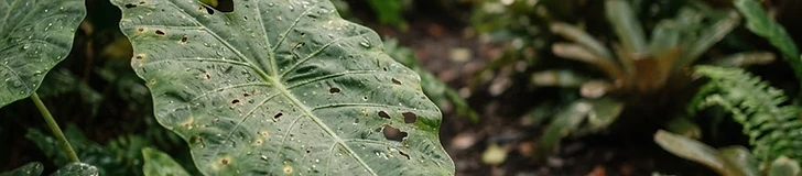 A close-up view of a hand holding a spray bottle while inspecting the underside of a large tropical green leaf for signs of garden pests.