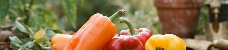 Close-up of several colorful, ripe bell peppers hanging on a green leafy plant in a sunny vegetable garden.
