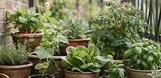 A collection of colorful ceramic pots on a sunny wooden deck, each containing a different thriving vegetable plant like cherry tomatoes and herbs.