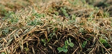 A close-up view of a garden bed showing recently cut cover crop residue lying on the surface of dark, rich soil with small planting holes cleared for new seedlings.
