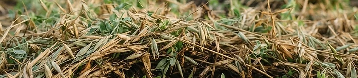 A close-up view of a garden bed showing recently cut cover crop residue lying on the surface of dark, rich soil with small planting holes cleared for new seedlings.