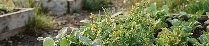 Close-up of a gardener's hands planting small, vibrant green radish seeds into rich, dark garden soil in a raised bed.