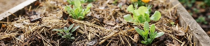 A close-up view of a gardener's hands spreading dark, rich organic compost over a cardboard base in a backyard garden bed.