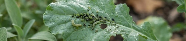 A gardener holding a magnifying glass near the leaves of a tomato plant to check for pests in a home vegetable garden.