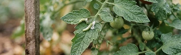 Close up of a pair of gardening gloves picking a large green caterpillar off a lush, healthy tomato plant leaf in a sunny vegetable garden.