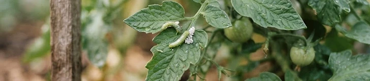 Close up of a pair of gardening gloves picking a large green caterpillar off a lush, healthy tomato plant leaf in a sunny vegetable garden.