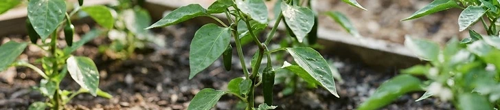 Close up of vibrant bell peppers growing on leafy green plants in a sunlit raised garden bed.