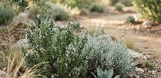 A vibrant garden bed featuring purple lavender and green rosemary plants surrounded by light-colored decorative gravel in full sunlight.