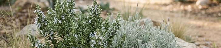 A vibrant garden bed featuring purple lavender and green rosemary plants surrounded by light-colored decorative gravel in full sunlight.