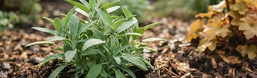 The Seasonal Armor: How Mulch Keeps Your Garden Thriving