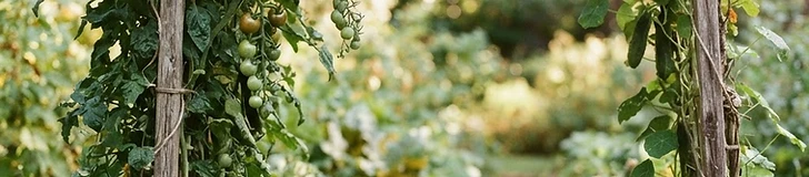 A metal arch trellis in a home garden covered in lush green bean vines with dangling pods and a clear stone walkway underneath.