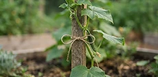 Close-up of a gardener's hands using a soft green velcro tie to gently secure a cucumber vine to a cedar trellis in a sunlit vegetable patch.