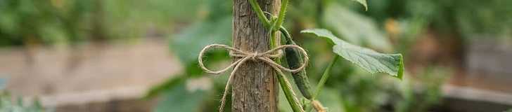Close-up of a gardener's hands using a soft green velcro tie to gently secure a cucumber vine to a cedar trellis in a sunlit vegetable patch.