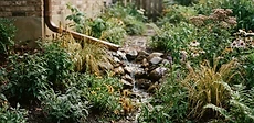 A shallow, sunken garden bed filled with native grasses and colorful wildflowers, capturing water near a residential lawn.