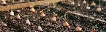 Close up of a gardener planting individual garlic cloves into rich dark soil, with each clove spaced evenly apart in a neat garden row.