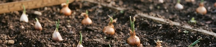 Close up of a gardener planting individual garlic cloves into rich dark soil, with each clove spaced evenly apart in a neat garden row.