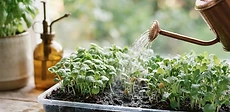 A close-up view of a person using a plastic squeeze bottle to add water to the base of a black nursery tray containing vibrant green microgreens.