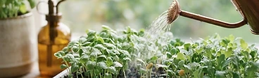 A close-up view of a person using a plastic squeeze bottle to add water to the base of a black nursery tray containing vibrant green microgreens.