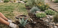 A partially converted garden space showing a section of dying grass being covered by cardboard and mulch next to a finished bed of gravel and succulents.