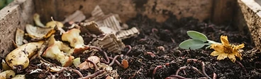 Close up of a person's hands holding organic kitchen scraps like carrot peels and coffee grounds above an open vermicompost bin filled with bedding and worms.